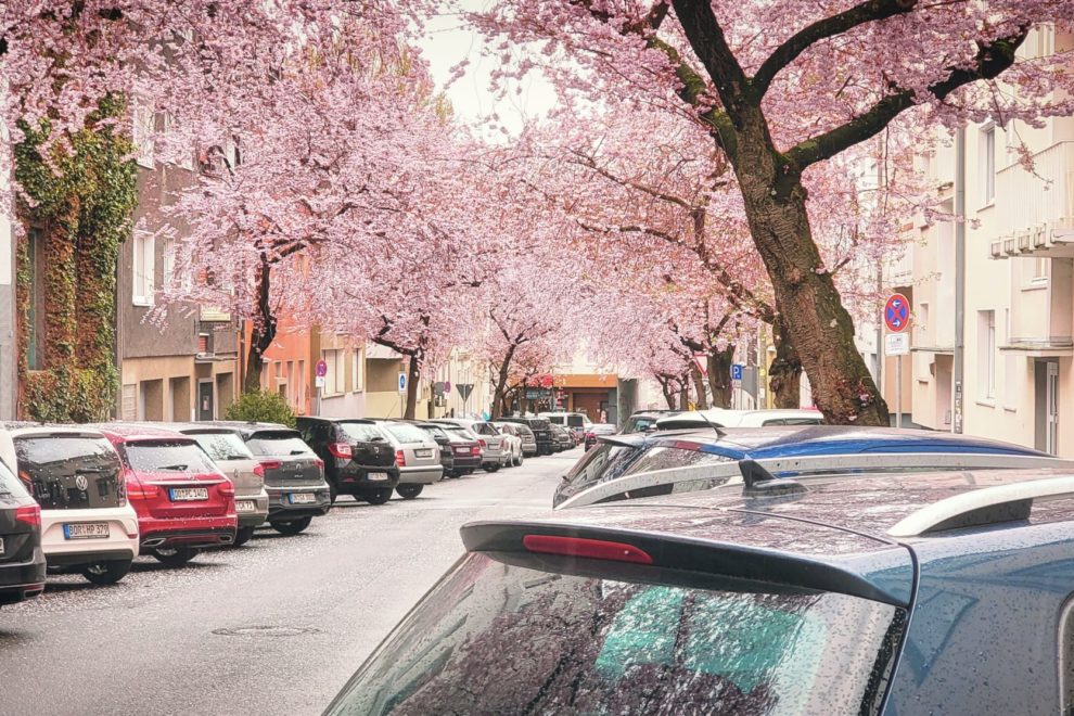 beauty in the city